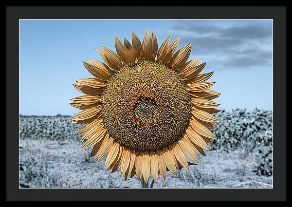 Giant Sunflower Head