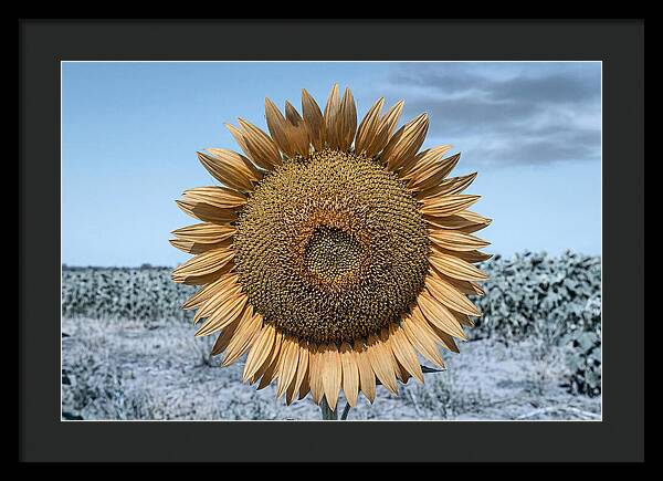 Giant Sunflower Head