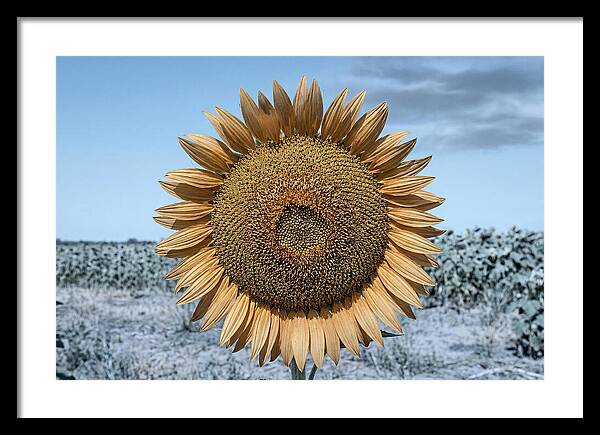 Giant Sunflower Head