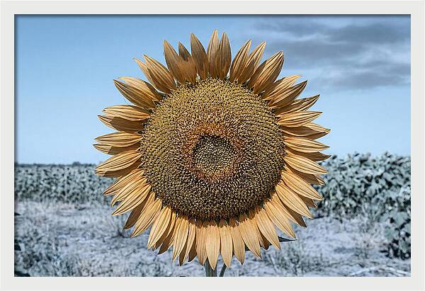 Giant Sunflower Head