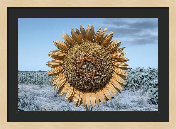 Giant Sunflower Head