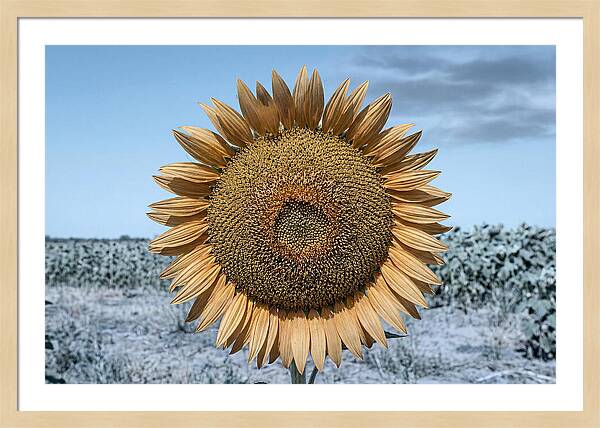 Giant Sunflower Head