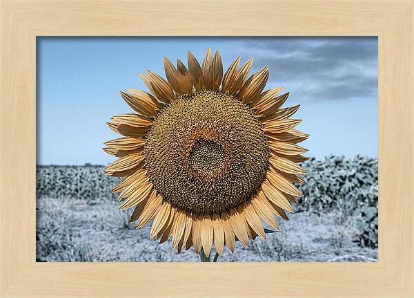 Giant Sunflower Head