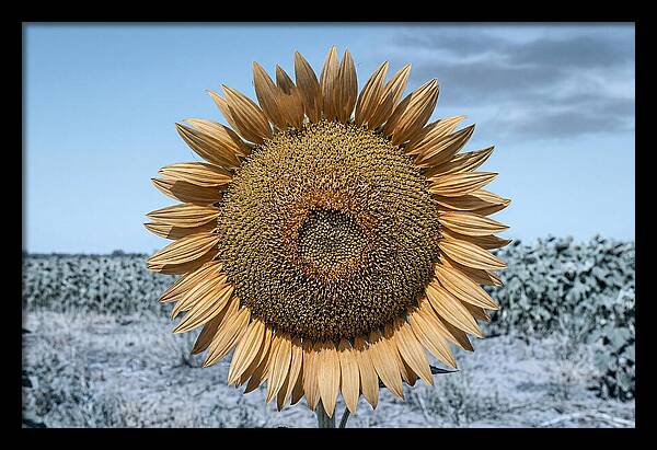 Giant Sunflower Head