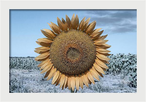 Giant Sunflower Head