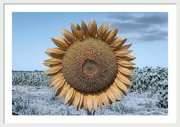 Giant Sunflower Head