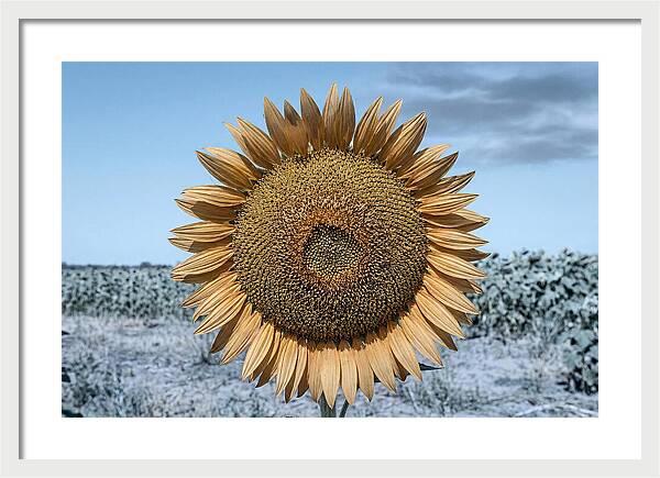 Giant Sunflower Head