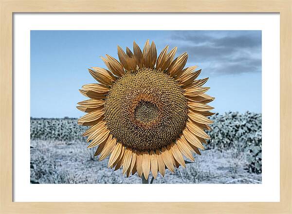 Giant Sunflower Head