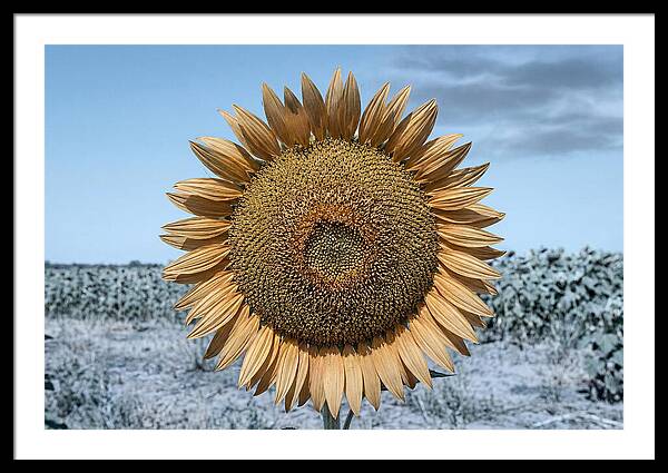 Giant Sunflower Head