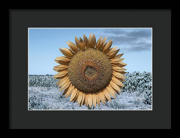 Giant Sunflower Head