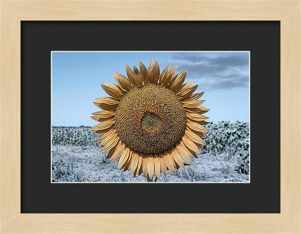Giant Sunflower Head