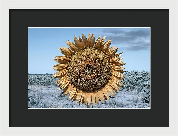 Giant Sunflower Head