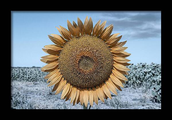 Giant Sunflower Head