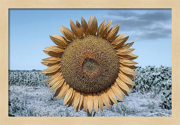 Giant Sunflower Head