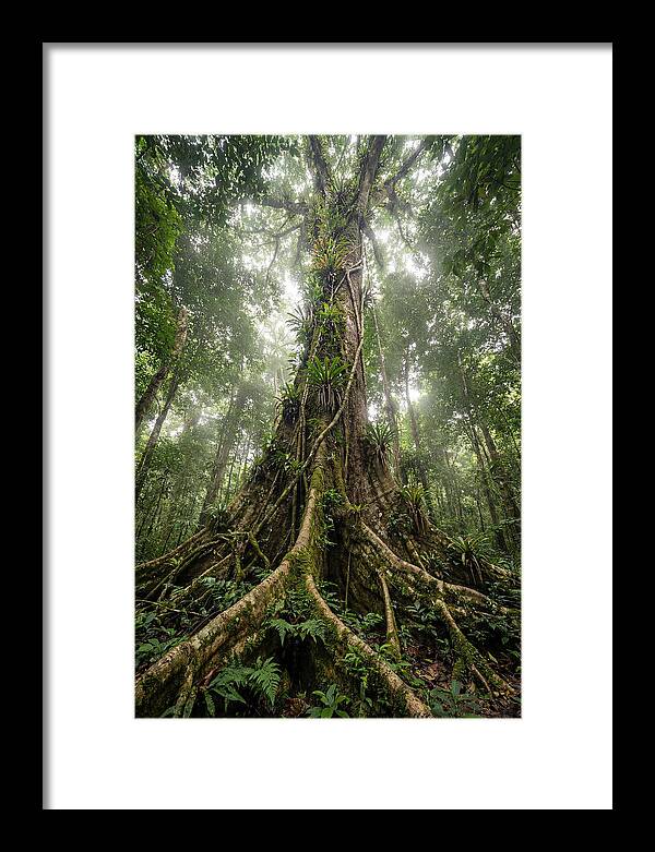 Giant Tree In Tai National Park
