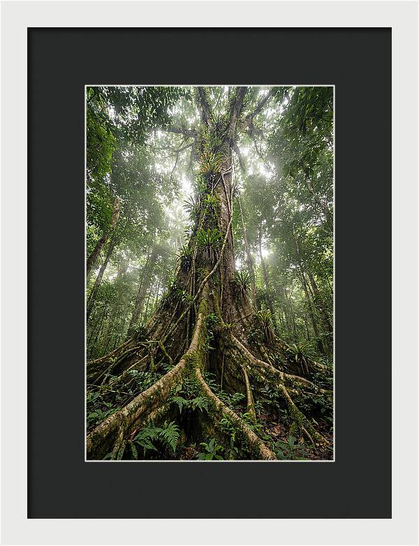 Giant Tree In Tai National Park