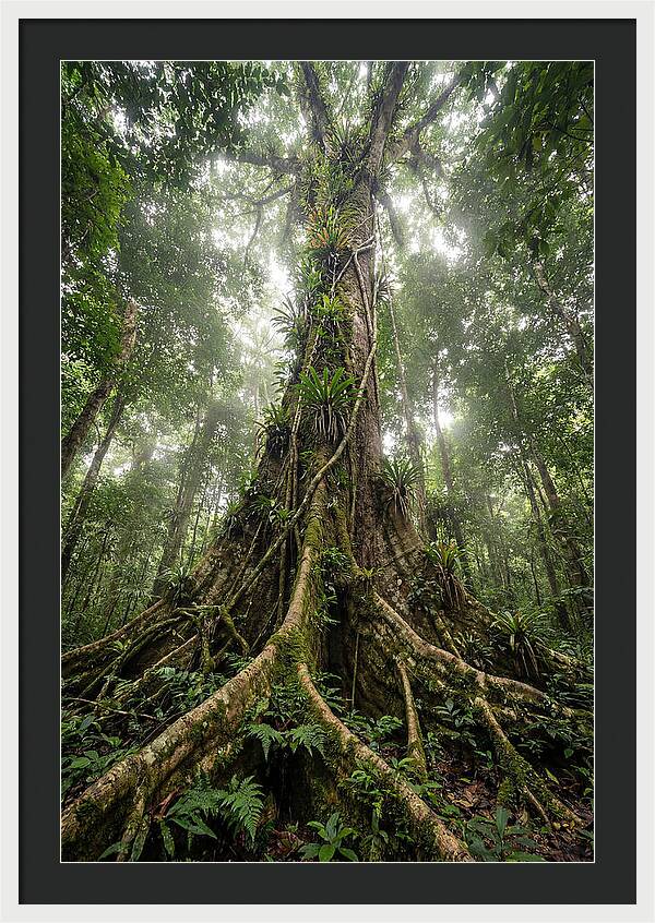 Giant Tree In Tai National Park