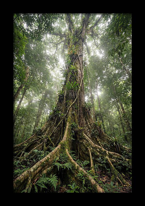 Giant Tree In Tai National Park