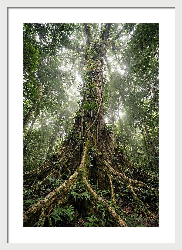 Giant Tree In Tai National Park