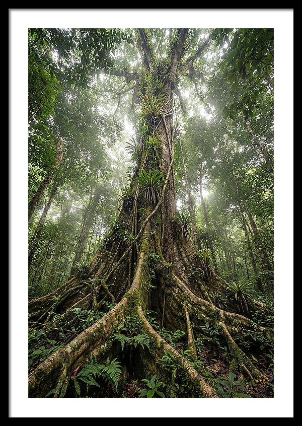 Giant Tree In Tai National Park
