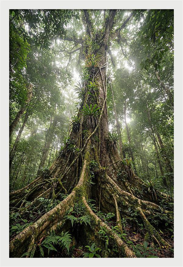 Giant Tree In Tai National Park