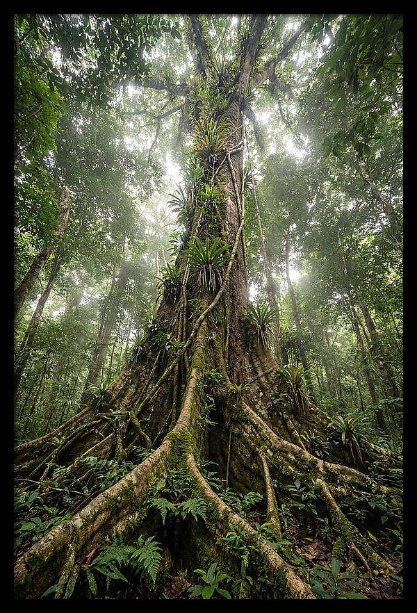 Giant Tree In Tai National Park