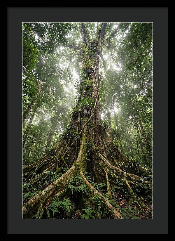 Giant Tree In Tai National Park