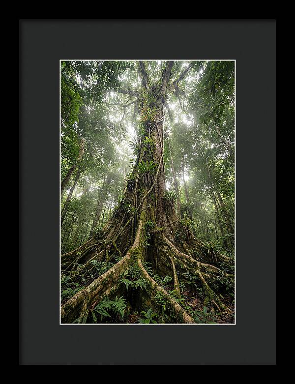 Giant Tree In Tai National Park