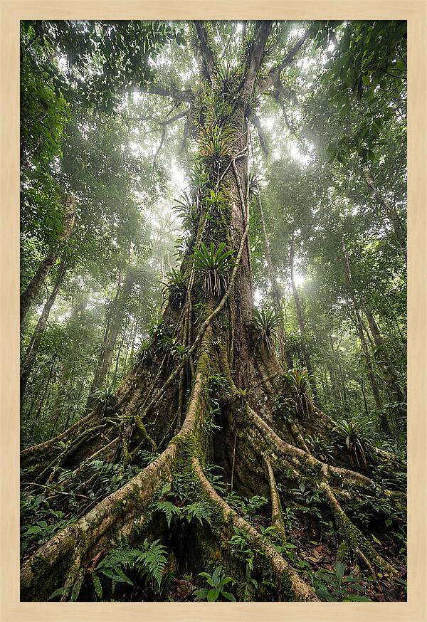 Giant Tree In Tai National Park