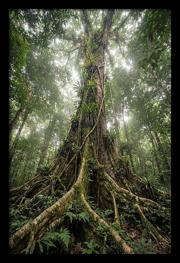 Giant Tree In Tai National Park