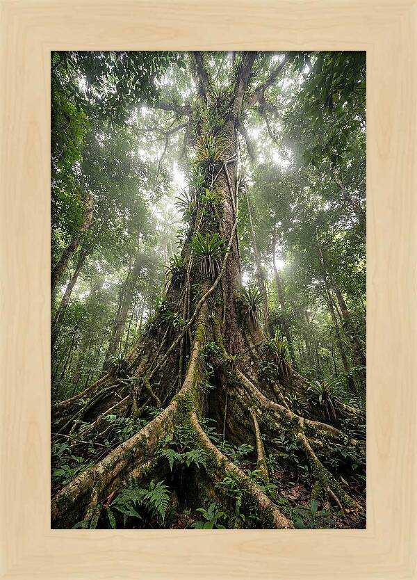 Giant Tree In Tai National Park