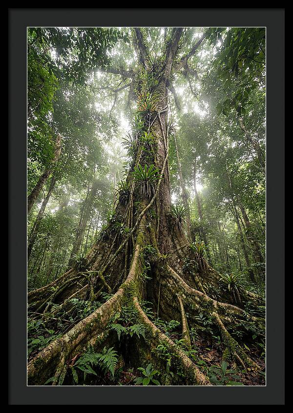 Giant Tree In Tai National Park