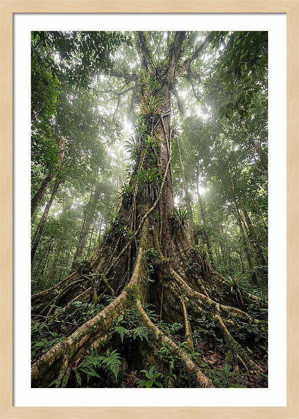 Giant Tree In Tai National Park
