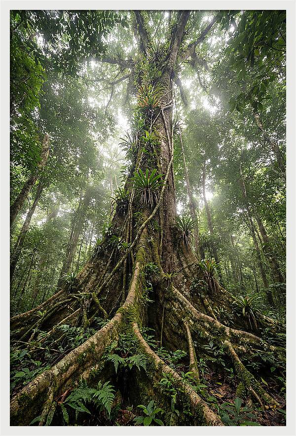 Giant Tree In Tai National Park
