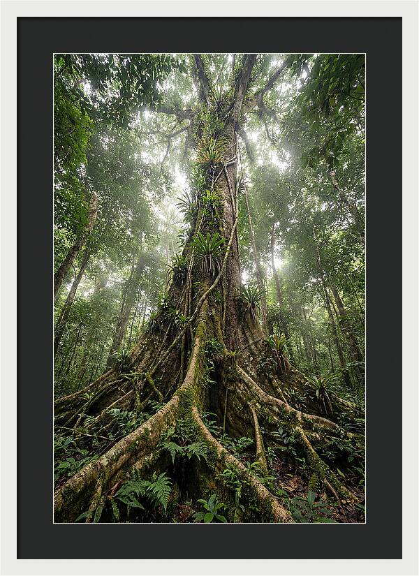 Giant Tree In Tai National Park