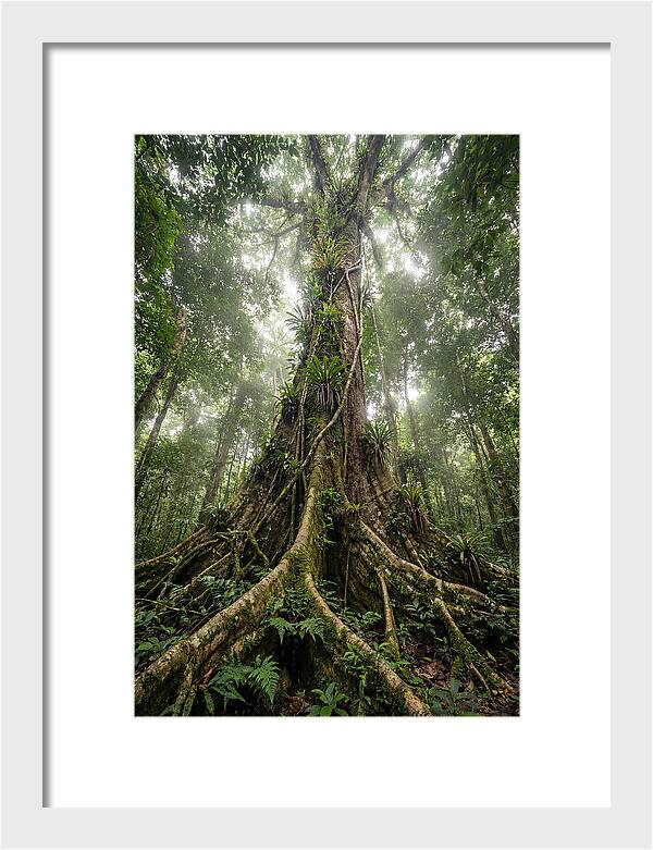 Giant Tree In Tai National Park