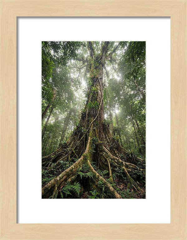 Giant Tree In Tai National Park