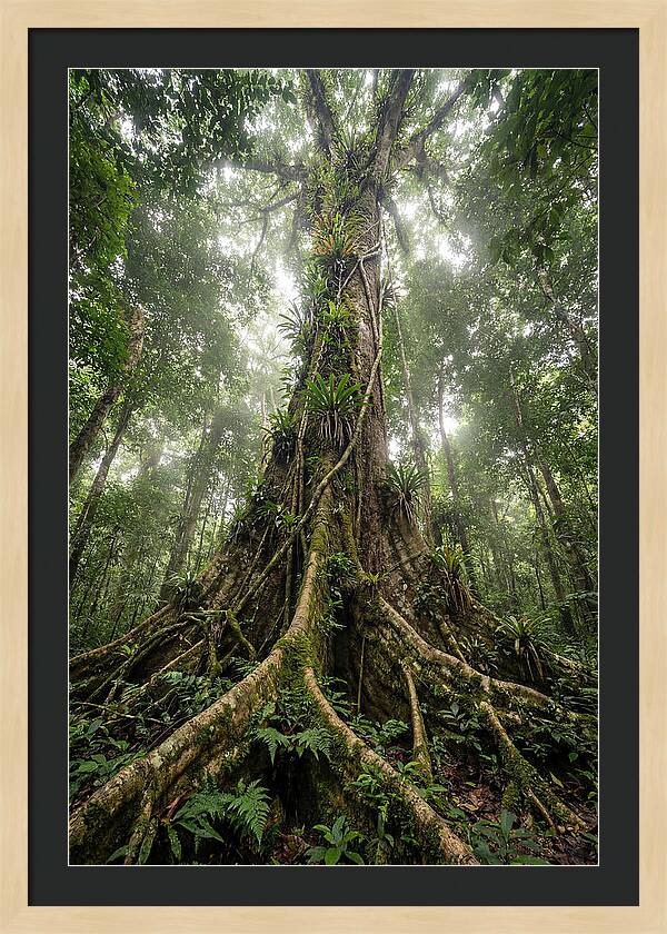 Giant Tree In Tai National Park