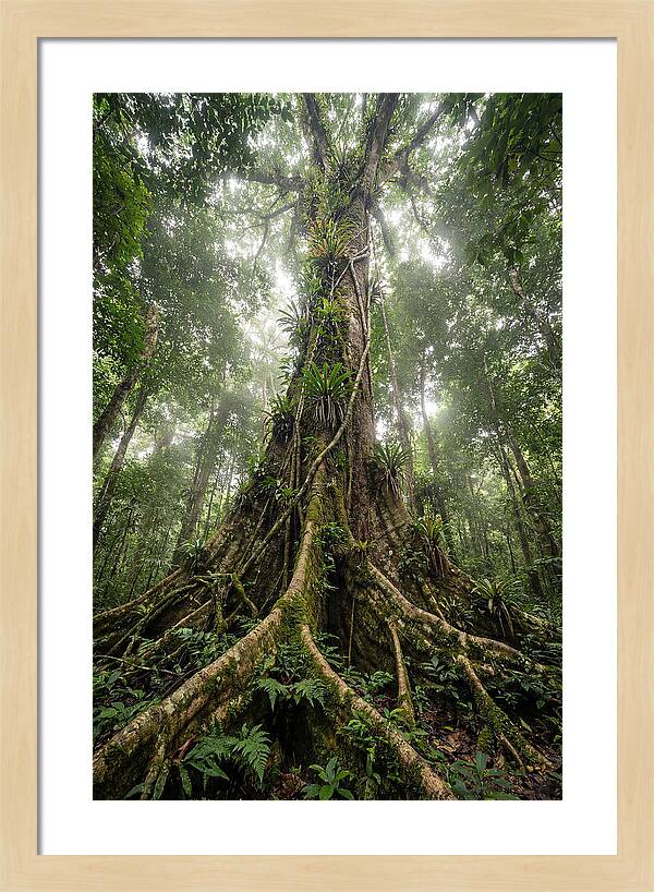 Giant Tree In Tai National Park