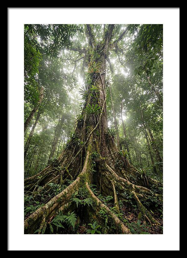 Giant Tree In Tai National Park