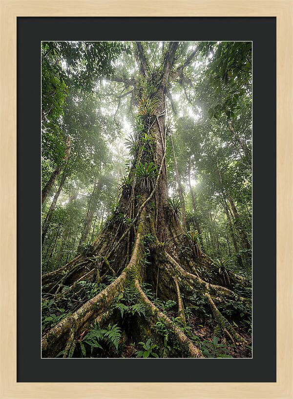 Giant Tree In Tai National Park
