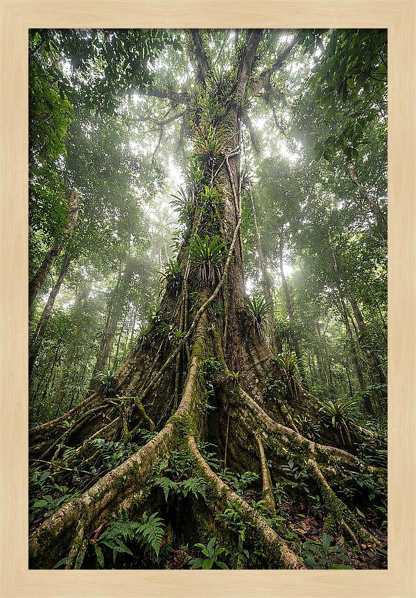 Giant Tree In Tai National Park