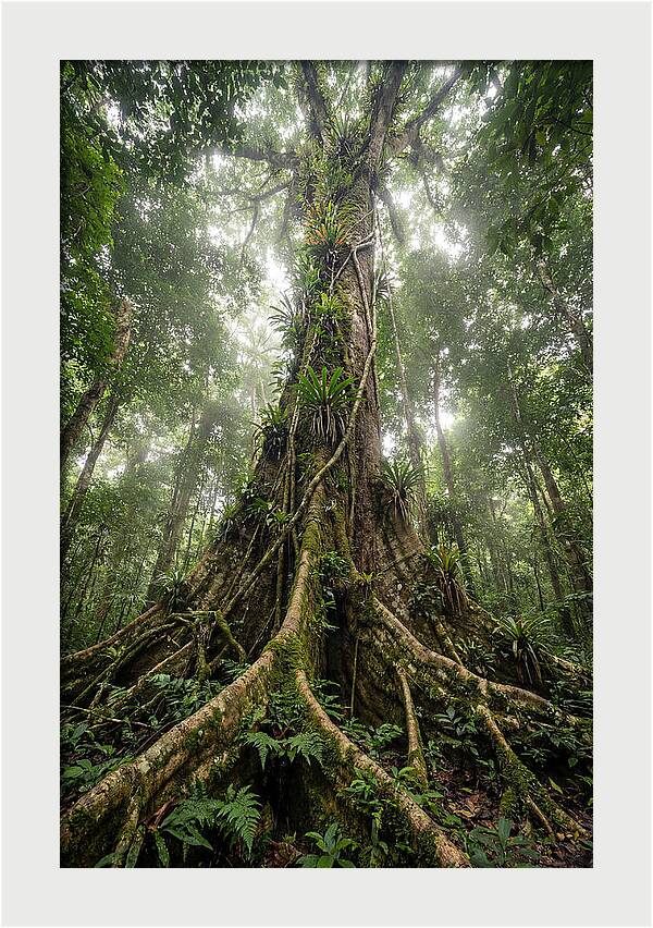 Giant Tree In Tai National Park