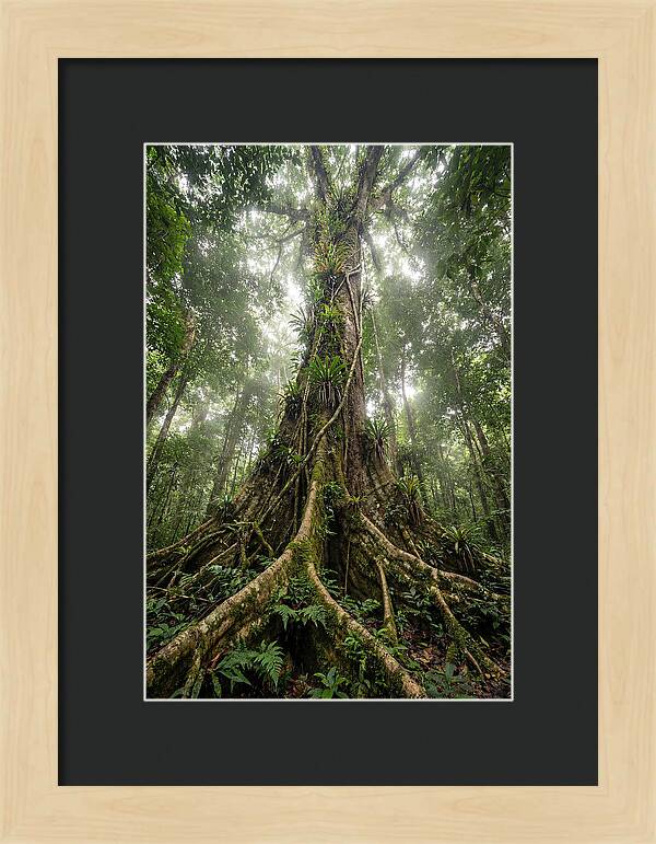 Giant Tree In Tai National Park