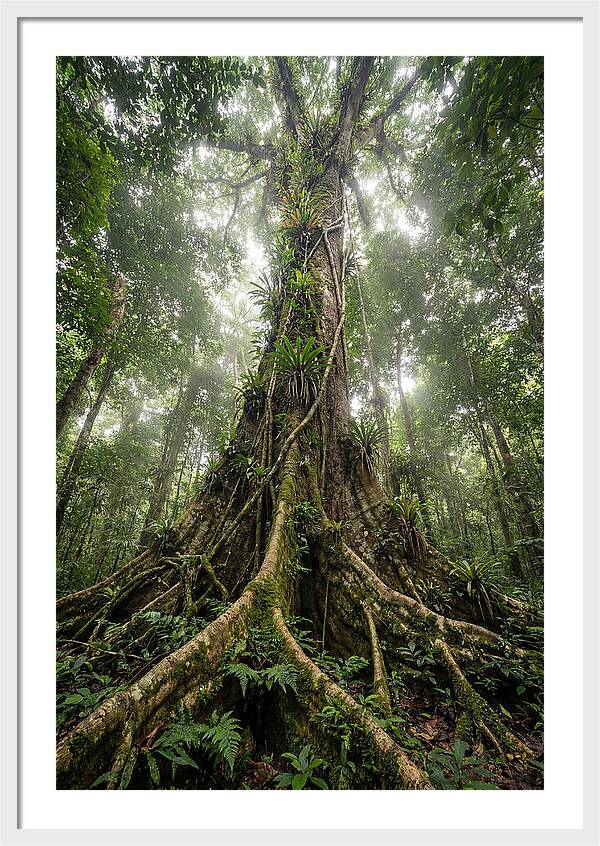 Giant Tree In Tai National Park