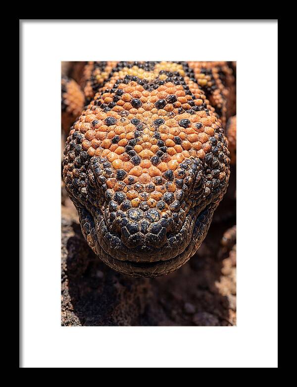 Gila Monster Closeup