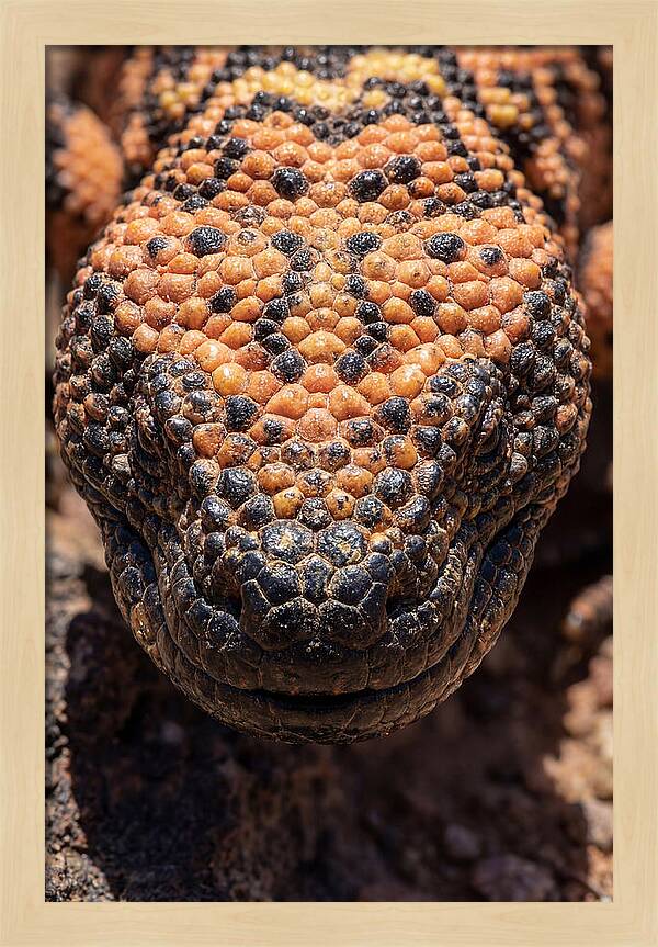 Gila Monster Closeup