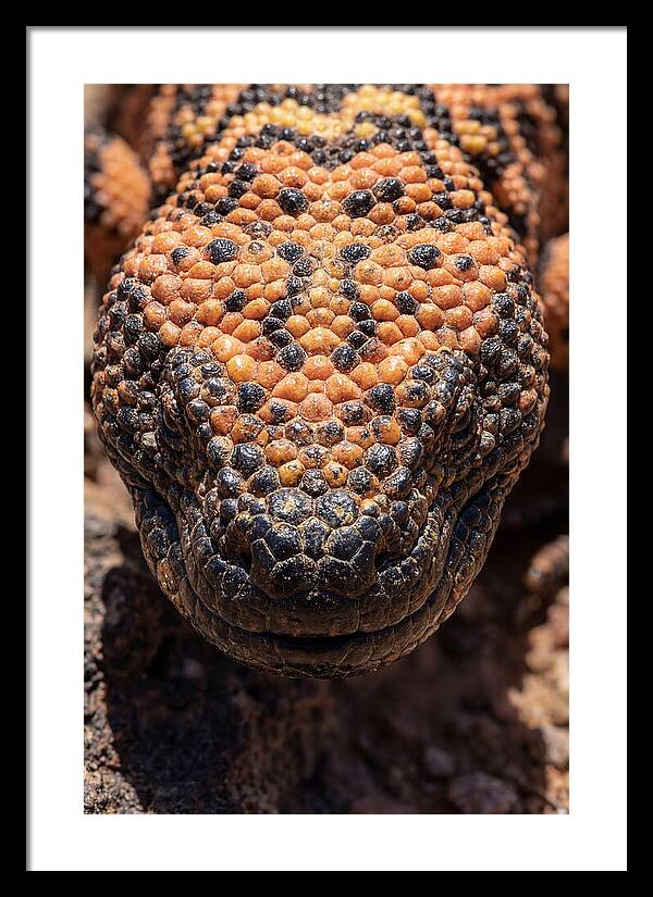 Gila Monster Closeup