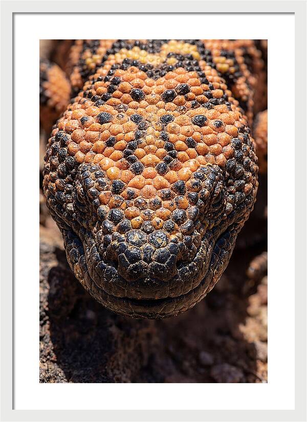 Gila Monster Closeup