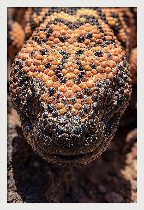 Gila Monster Closeup